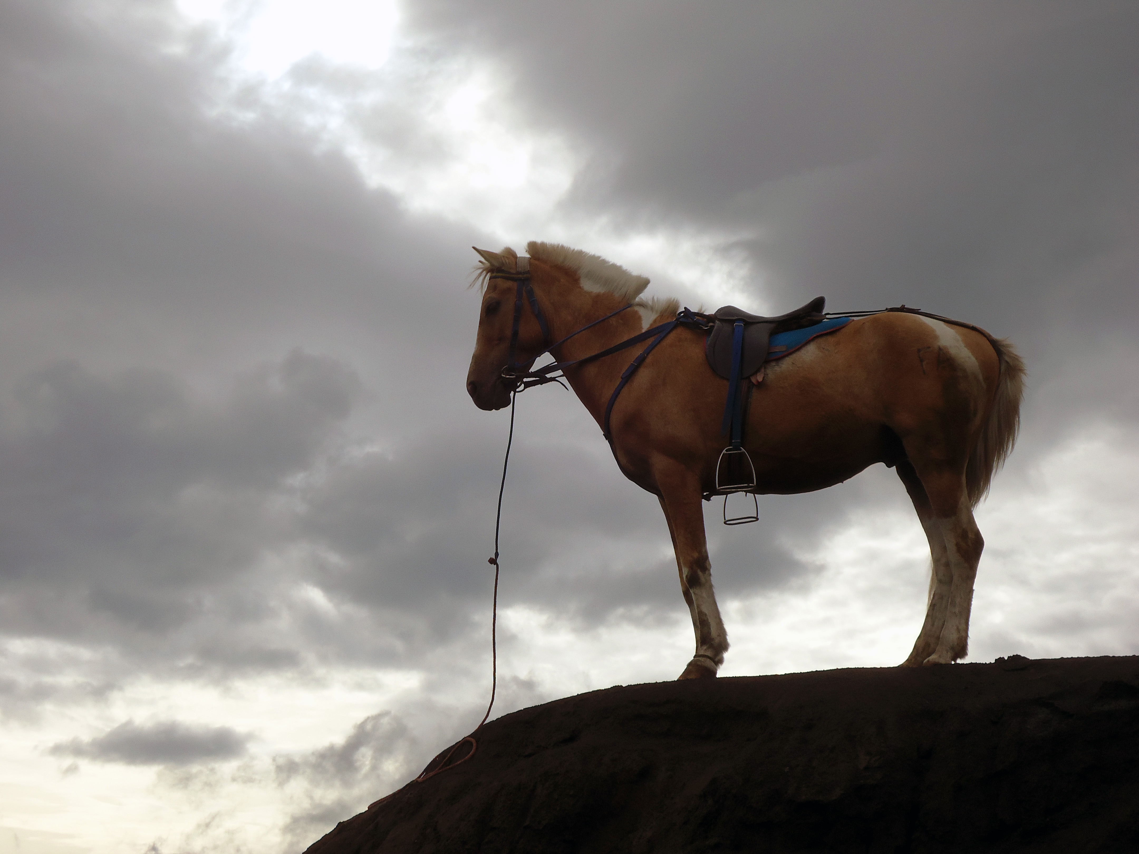 Mount Bromo Horse